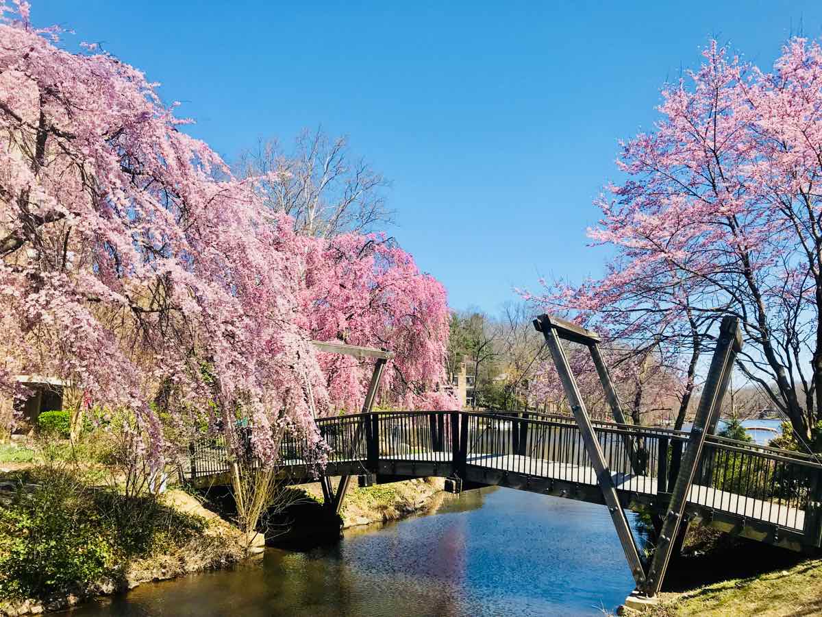 Van Gogh Bridge Cherry Blossoms Reston